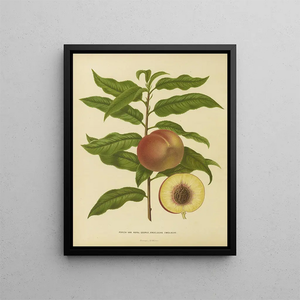 Flore hollandaise et Pomone PL32 - Abraham Jacobus Wendel — framed artwork on a wall