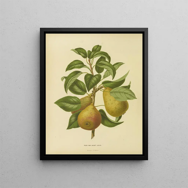 Flore hollandaise et Pomone PL33 - Abraham Jacobus Wendel — framed artwork on a wall