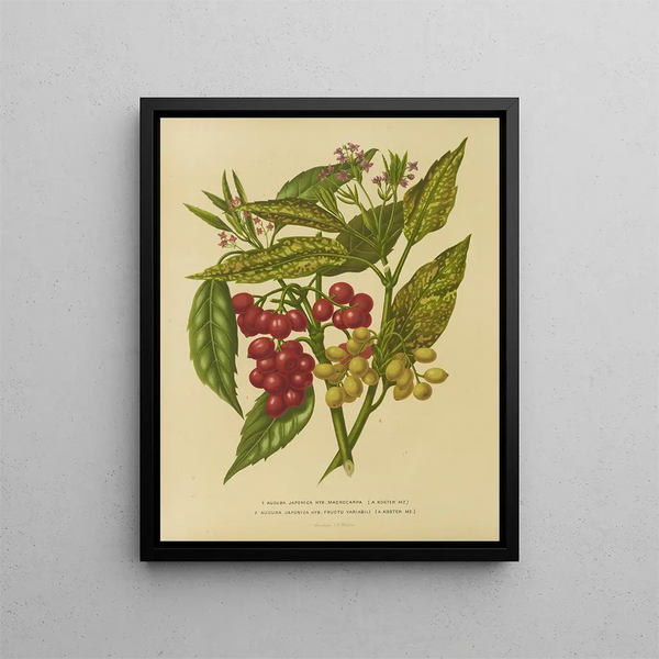 Flore hollandaise et Pomone PL34 - Abraham Jacobus Wendel — framed artwork on a wall