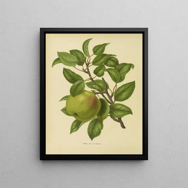 Flore hollandaise et Pomone PL35 - Abraham Jacobus Wendel — framed artwork on a wall