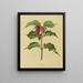 Flore hollandaise et Pomone PL36 - Abraham Jacobus Wendel — framed artwork on a wall