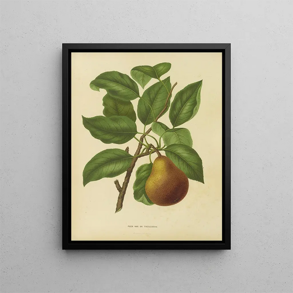 Flore hollandaise et Pomone PL37 - Abraham Jacobus Wendel — framed artwork on a wall