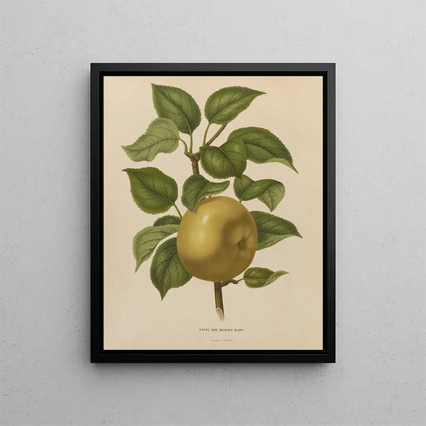 Flore hollandaise et Pomone PL38 - Abraham Jacobus Wendel — framed artwork on a wall