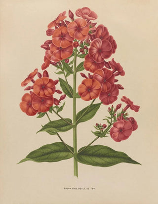 Abraham Jacobus Wendel - Nederlandsche flora en pomona Pl39.webp