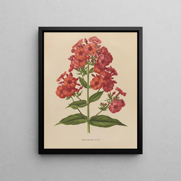Flore hollandaise et Pomone PL39 - Abraham Jacobus Wendel — framed artwork on a wall