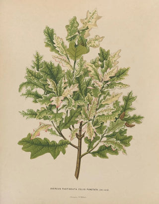 Abraham Jacobus Wendel - Nederlandsche flora en pomona Pl40.webp