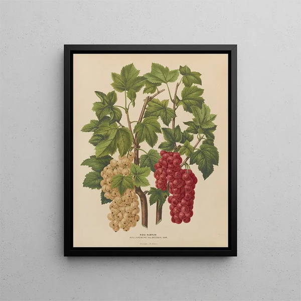 Flore hollandaise et Pomone PL44 - Abraham Jacobus Wendel — framed artwork on a wall