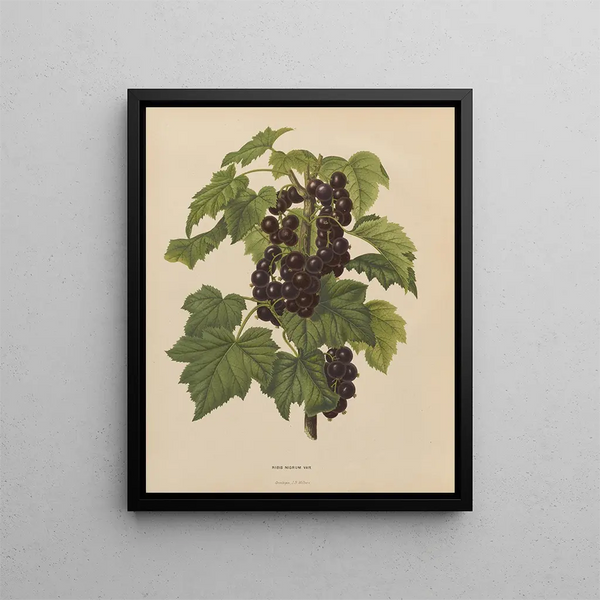 Flore hollandaise et Pomone PL45 - Abraham Jacobus Wendel — framed artwork on a wall