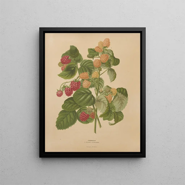 Flore hollandaise et Pomone PL46 - Abraham Jacobus Wendel — framed artwork on a wall