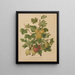 Flore hollandaise et Pomone PL47 - Abraham Jacobus Wendel — framed artwork on a wall
