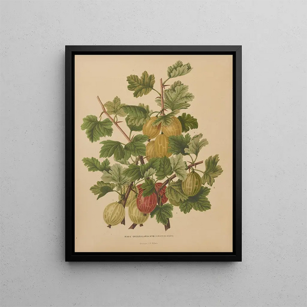 Flore hollandaise et Pomone PL47 - Abraham Jacobus Wendel — framed artwork on a wall
