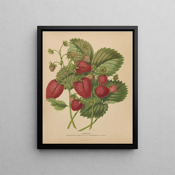Flore hollandaise et Pomone PL48 - Abraham Jacobus Wendel — framed artwork on a wall