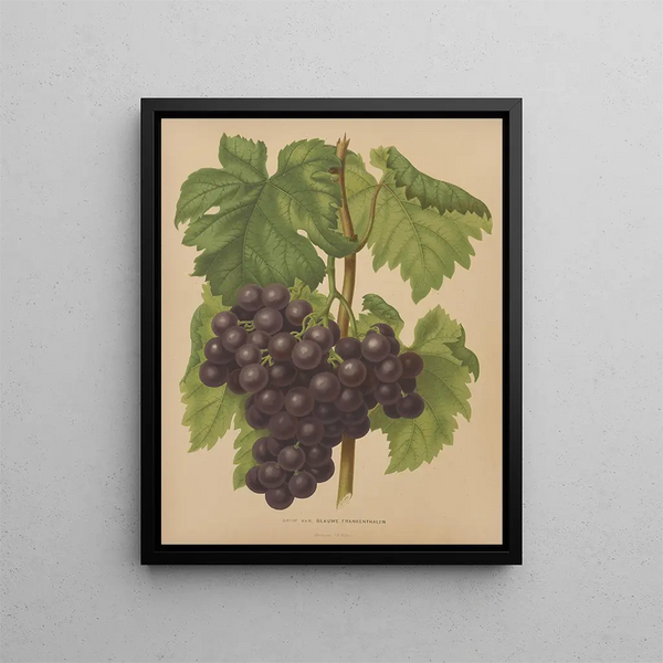 Flore hollandaise et Pomone PL50 - Abraham Jacobus Wendel — framed artwork on a wall