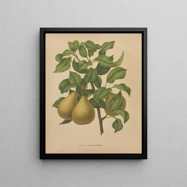 Flore hollandaise et Pomone PL51 - Abraham Jacobus Wendel — framed artwork on a wall