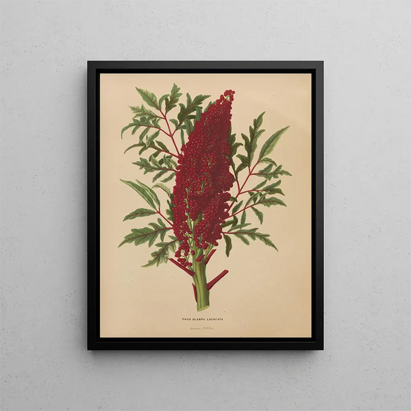 Flore hollandaise et Pomone PL52 - Abraham Jacobus Wendel — framed artwork on a wall