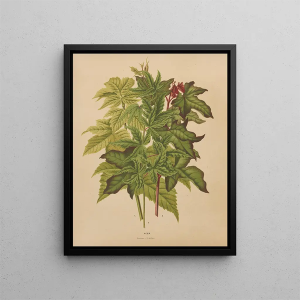 Flore hollandaise et Pomone PL53 - Abraham Jacobus Wendel — framed artwork on a wall