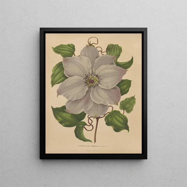 Flore hollandaise et Pomone PL54 - Abraham Jacobus Wendel — framed artwork on a wall