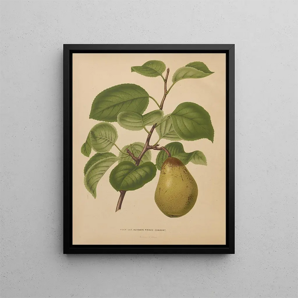 Flore hollandaise et Pomone PL55 - Abraham Jacobus Wendel — framed artwork on a wall