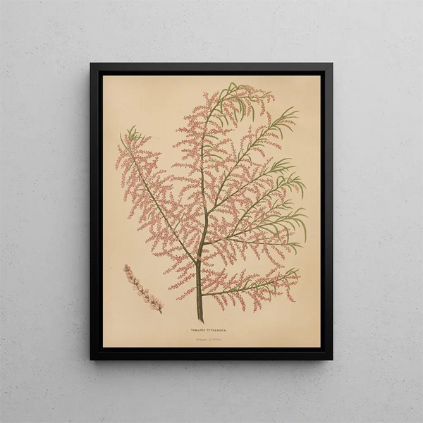 Flore hollandaise et Pomone PL56 - Abraham Jacobus Wendel — framed artwork on a wall