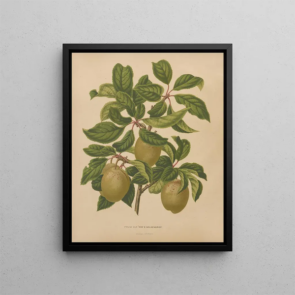 Flore hollandaise et Pomone PL57 - Abraham Jacobus Wendel — framed artwork on a wall