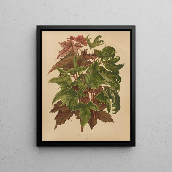 Flore hollandaise et Pomone PL58 - Abraham Jacobus Wendel — framed artwork on a wall