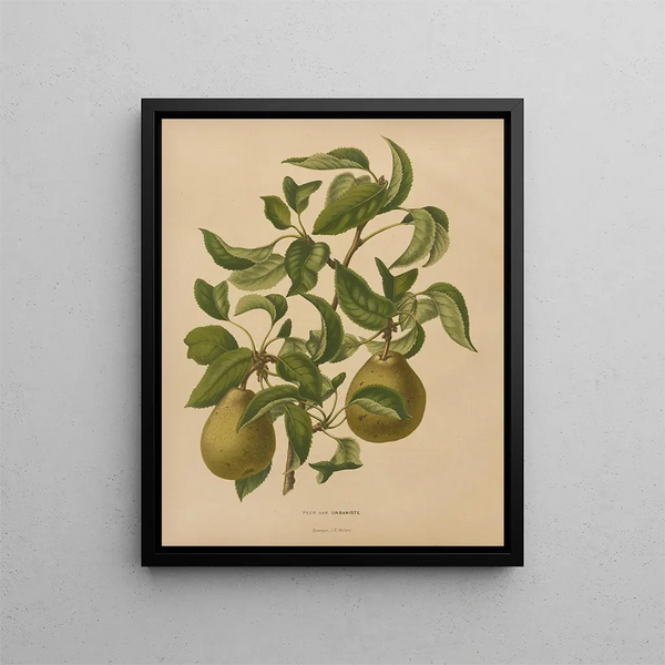 Flore hollandaise et Pomone PL59 - Abraham Jacobus Wendel — framed artwork on a wall