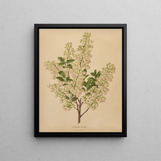 Abraham Jacobus Wendel - Nederlandsche flora en pomona Pl61.webp