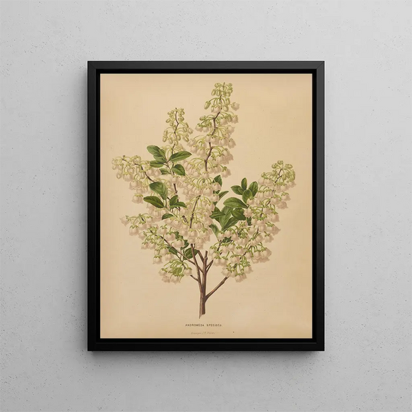 Flore hollandaise et Pomone PL61 - Abraham Jacobus Wendel — framed artwork on a wall