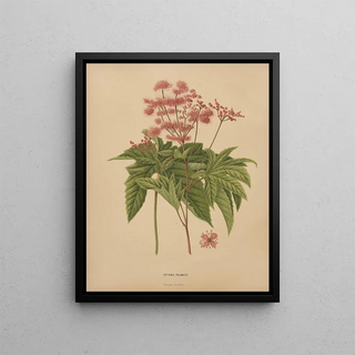 Abraham Jacobus Wendel - Nederlandsche flora en pomona Pl62.webp