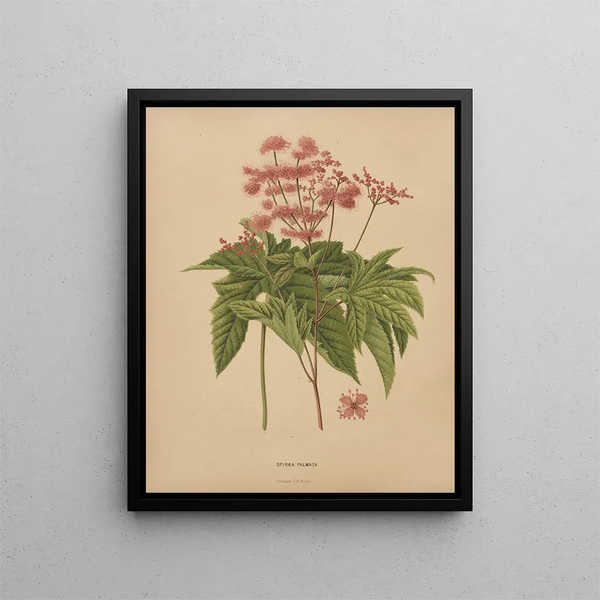 Flore hollandaise et Pomone PL62 - Abraham Jacobus Wendel — framed artwork on a wall