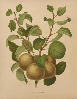 Abraham Jacobus Wendel - Nederlandsche flora en pomona Pl63.webp