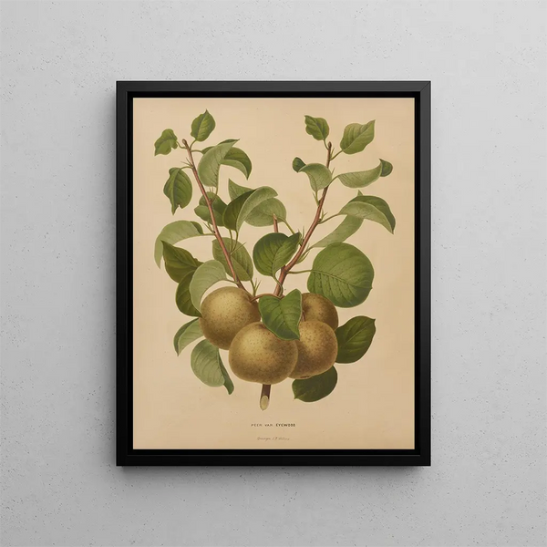 Flore hollandaise et Pomone PL63 - Abraham Jacobus Wendel — framed artwork on a wall