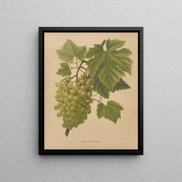 Flore hollandaise et Pomone PL65 - Abraham Jacobus Wendel — framed artwork on a wall