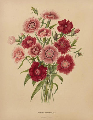 Abraham Jacobus Wendel - Nederlandsche flora en pomona Pl68.webp