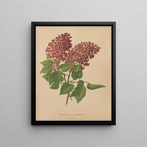 Flore hollandaise et Pomone PL69 - Abraham Jacobus Wendel — framed artwork on a wall