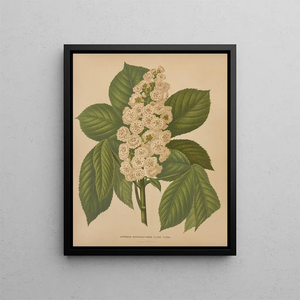 Flore hollandaise et Pomone PL70 - Abraham Jacobus Wendel — framed artwork on a wall