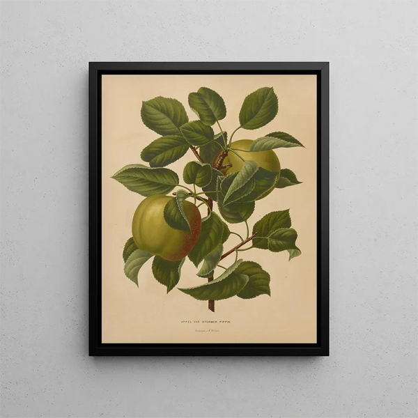 Flore hollandaise et Pomone PL71 - Abraham Jacobus Wendel — framed artwork on a wall