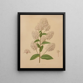 Abraham Jacobus Wendel - Nederlandsche flora en pomona Pl72.webp