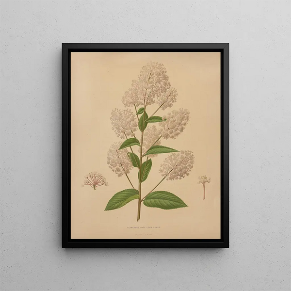 Flore hollandaise et Pomone PL72 - Abraham Jacobus Wendel — framed artwork on a wall