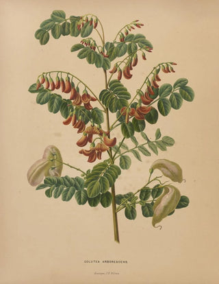 Abraham Jacobus Wendel - Nederlandsche flora en pomona Pl73.webp