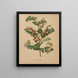 Abraham Jacobus Wendel - Nederlandsche flora en pomona Pl73.webp