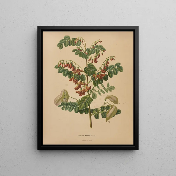 Flore hollandaise et Pomone PL73 - Abraham Jacobus Wendel — framed artwork on a wall