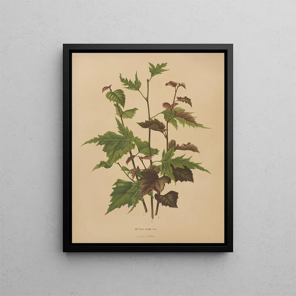 Flore hollandaise et Pomone PL76 - Abraham Jacobus Wendel — framed artwork on a wall