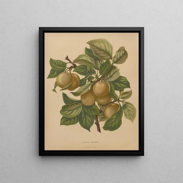 Flore hollandaise et Pomone PL77 - Abraham Jacobus Wendel — framed artwork on a wall