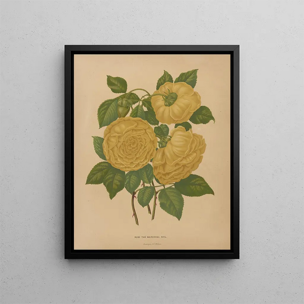 Flore hollandaise et Pomone PL80 - Abraham Jacobus Wendel — framed artwork on a wall