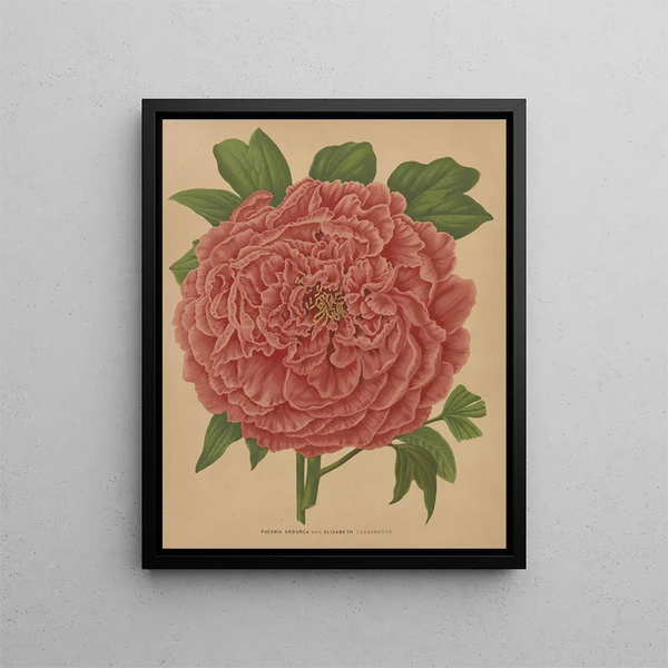 Flore hollandaise et Pomone PL81 - Abraham Jacobus Wendel — framed artwork on a wall