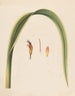 Study of a leaf and a flower - Abraham Jacobus Wendel — artwork view