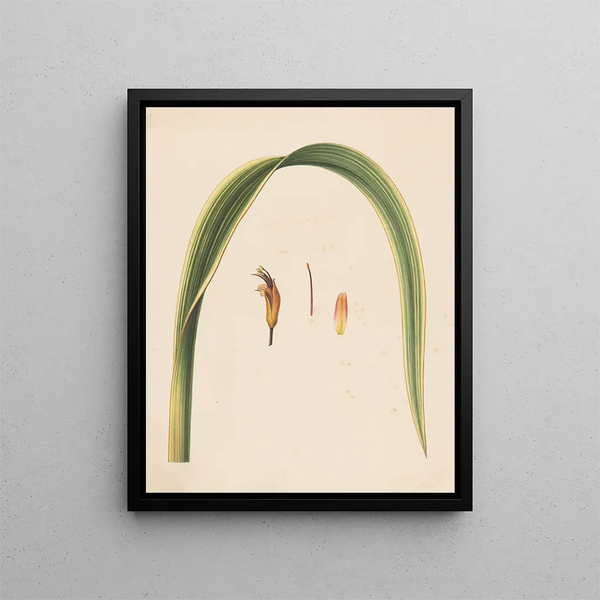 Study of a leaf and a flower - Abraham Jacobus Wendel — framed artwork on a wall