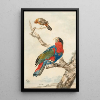 Reproduction of the painting of a parrot and another bird on a branch near a coast - Abraham Meertens
