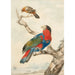 Reproduction of the painting of a parrot and another bird on a branch near a coast - Abraham Meertens